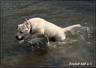 Joyful Lab's Bubbly Girl