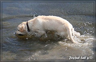 Joyful Lab's Bubbly Girl