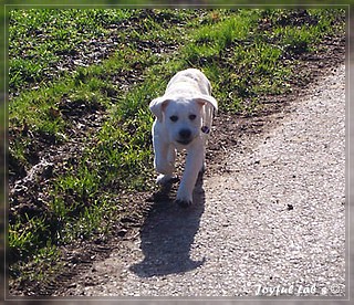 Joyful Lab's Bring Back Boy