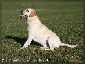 Joyful Labs Adventure Boy "Henry"