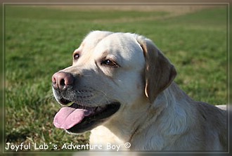 Joyful Labs Adventure Boy "Henry"