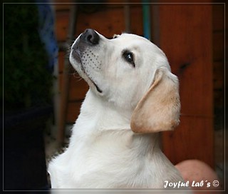 Joyful Lab's Bombastic Boy