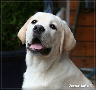 Joyful Lab's Bombastic Boy