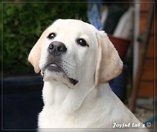 Joyful Lab's Bombastic Boy