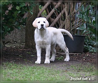 Joyful Lab's Bombastic Boy