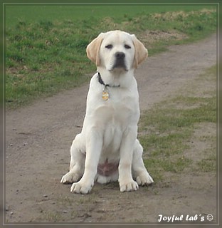 Joyful Lab's Bombastic Boy