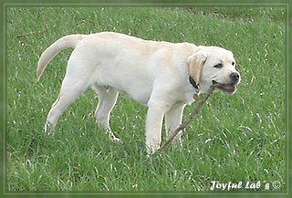 Joyful Lab's Bombastic Boy