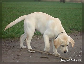 Joyful Lab's Bombastic Boy