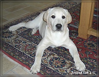 Joyful Lab's Bright Girl