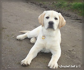 Joyful Lab's Bombastic Boy