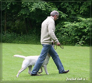 Junghundetraining der Joyful Labs B chen