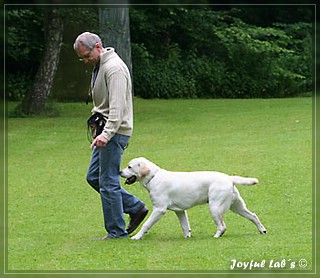 Junghundetraining der Joyful Labs B chen