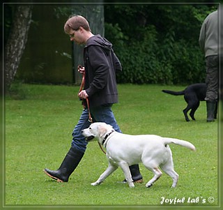 Junghundetraining der Joyful Labs B chen