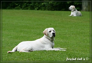 Junghundetraining der Joyful Labs B chen