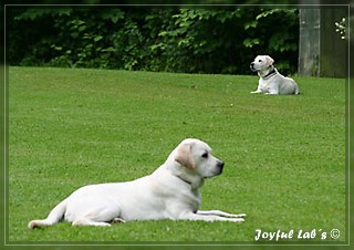 Junghundetraining der Joyful Labs B chen