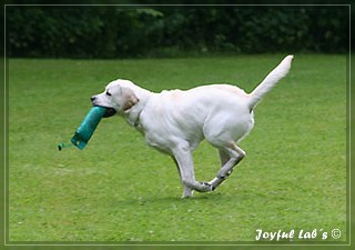 Junghundetraining der Joyful Labs B chen