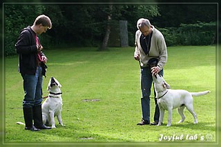 Junghundetraining der Joyful Labs B chen