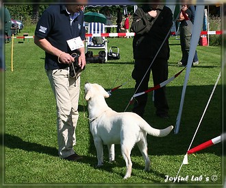 Joyful Lab's Bombastic Boy