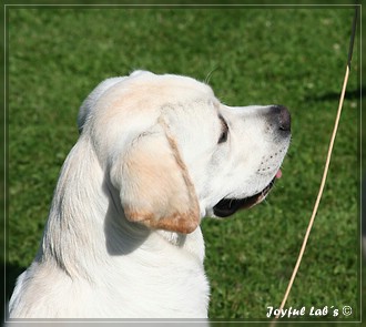 Joyful Lab's Bombastic Boy