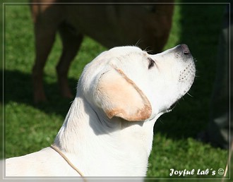 Joyful Lab's Bombastic Boy