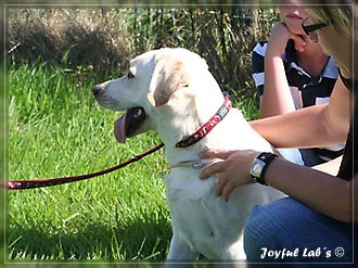 Joyful Lab's Bubbly Girl