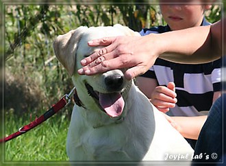 Joyful Lab's Bubbly Girl