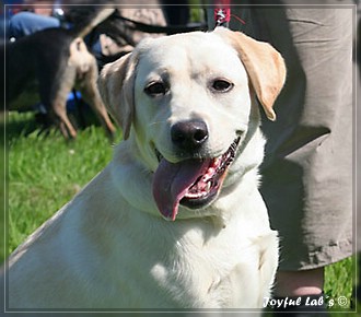 Joyful Lab's Bubbly Girl