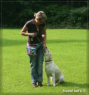 Junghundetraining der Joyful Lab's B chen