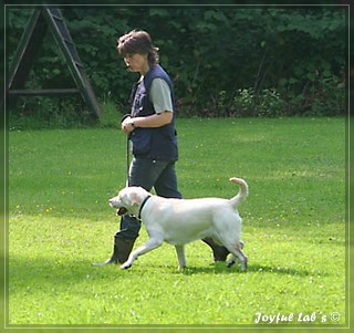 Junghundetraining der Joyful Lab's B chen