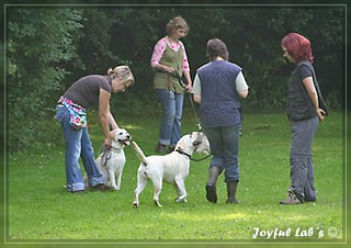 Junghundetraining der Joyful Lab's B chen