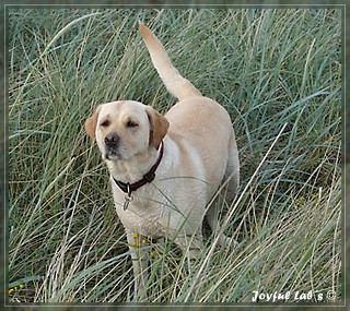 Joyful Lab's Amiable Girl "Jule"