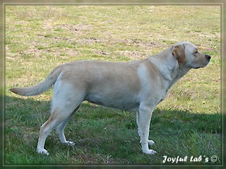 Joyful Lab's Amiable Girl "Jule"