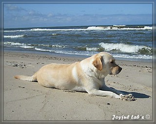 Joyful Lab's Amiable Girl "Jule"