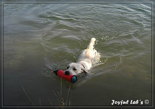 Joyful Lab's Bright Girl