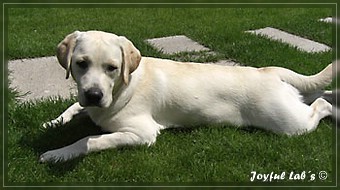 Joyful Lab's Bright Girl