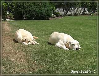 Joyful Lab's Bright Girl