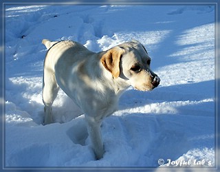 Joyful Lab's Bubbly Girl