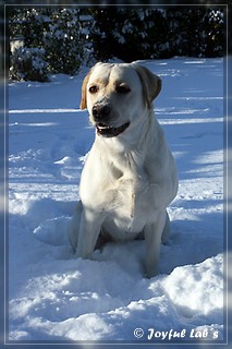 Joyful Lab's Bubbly Girl