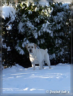 Joyful Lab's Bubbly Girl