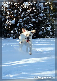 Joyful Lab's Bubbly Girl