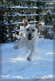 Joyful Lab's Bubbly Girl