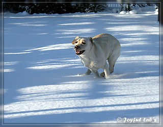 Joyful Lab's Bubbly Girl