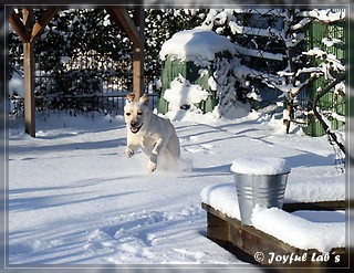 Joyful Lab's Bubbly Girl