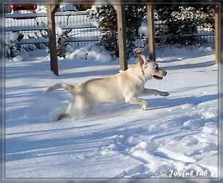 Joyful Lab's Bubbly Girl