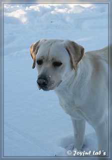 Joyful Lab's Bubbly Girl