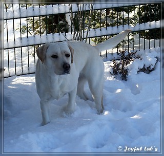 Joyful Lab's Bubbly Girl