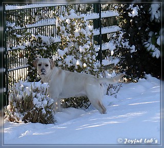 Joyful Lab's Bubbly Girl