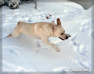 Joyful Lab's Bubbly Girl