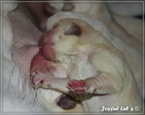 Joyful Labs B Wurf