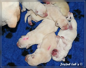 Joyful Labs B Wurf